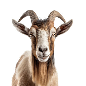 goat face shot isolated on transparent background cutout 