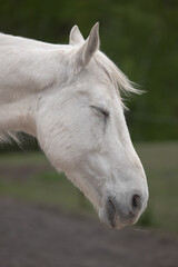 Obraz premium Animal head. The eye of a horse. A horse's face. Body part. Farm life. Equestrian sports club. The beauty of nature. A noble and graceful animal.