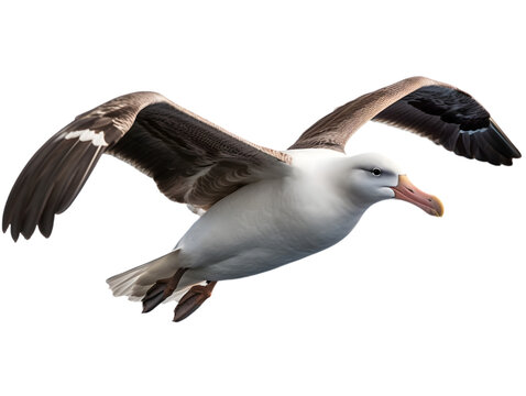 albatross in flight isolated from background, PNG, generative AI.