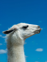 white lama portrait on blue sky © fotomaster