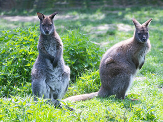 two red-necked wallaby sitting in the grass