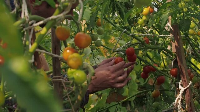 Farmer touching and inspects his ripe tomato crop. Red ripe organic cherry tomatoes on the branch. Organic farming and vegetable garden