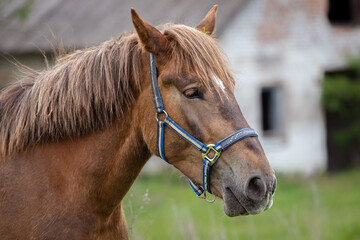 Obraz premium Animal head. The eye of a horse. A horse's face. Body part. Farm life. Equestrian sports club. The beauty of nature. A noble and graceful animal.