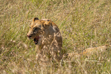 Lioness eating a prey in the savannah, Masai Mara National Park, during a safari day.