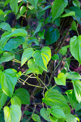 Green leaves of betel plant in the garden