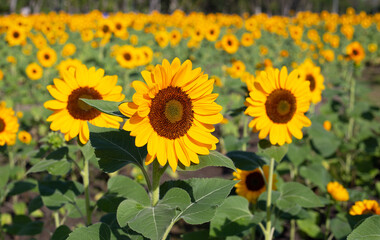 Sunflower field, Beautiful summer landscape.