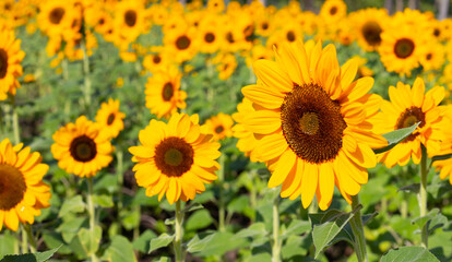 Sunflower field, Beautiful summer landscape.