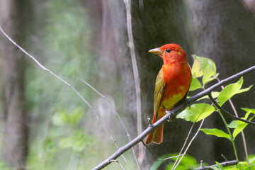 Summer Tanager perched on a branch at an Illinois park during spring migration