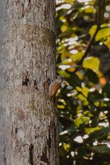 woodpecker pecking the trunk