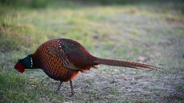 Male pheasant Phasianus colchicus in the wild.