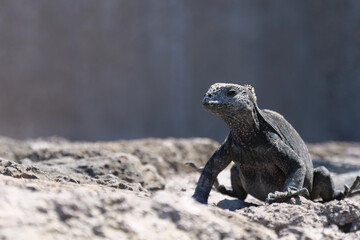 A marine iguana facing the viewer on the rocks. Location: Galapagos Islands, Ecuador