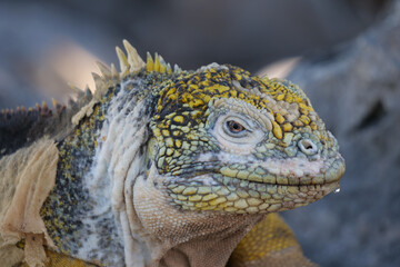 Close up and side profile of an adult yellow land iguana, iguana terrestre on a rock at South Plaza Island, Galapagos, Ecuador.