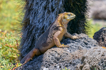 Side profile of a bright yellow adult land iguana, iguana terrestre basking in the sun on a rock at South Plaza Island, Galapagos, Ecuador.
