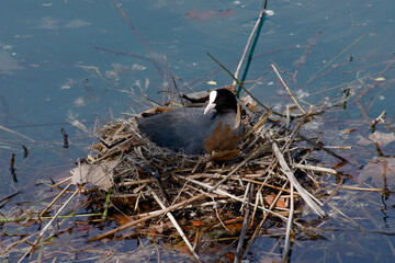 nido di folaga su corso del fiume