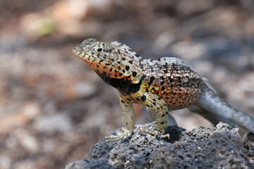 Close up of a colorful yellow and red lava lizard poised on a rock.  Blurred or out of focus background.