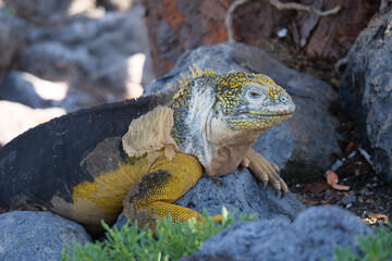 Side profile of an adult yellow land iguana, iguana terrestre on a rock at South Plaza Island, Galapagos, Ecuador.