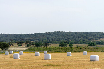 Straw bales wrapped in white packaging, in the fields of Alentejo, Portugal under a scorching sun.