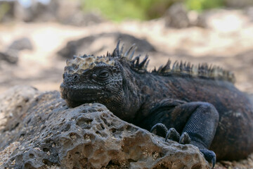 Close up of a side profile of an adult marine iguana facing the viewer.  Blurred or out of focus background.