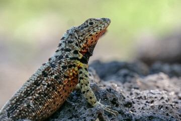 Close up of the side profile of a  colorful lava lizard on a rock.