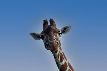 Obraz premium giraffe head shot