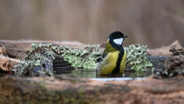Great tit Parus major. A great tit bird actively moves its wings, and water drips around with a colorful bird. Slow motion.
