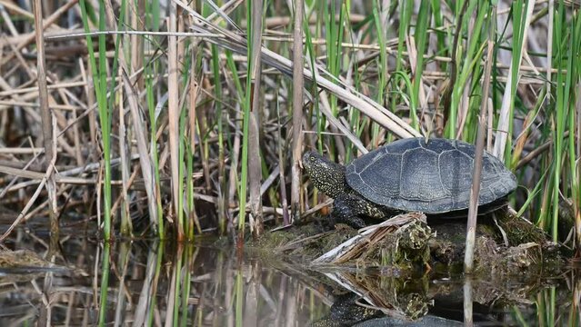 European bog turtle Emys orbicularis.