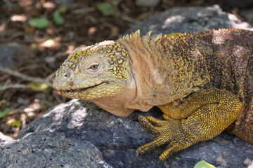 Close up of the side profile of a bright yellow adult land iguana, iguana terrestre between green cactus plants at South Plaza Island, Galapagos, Ecuador. Background blurred or out of focus