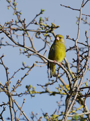 Obraz premium yellow and green bird