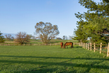 Two brown Thoroughbred horses grazing in a pasture with a split-rail fence and blue sky.