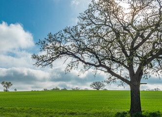 A large oak tree in silhouette in front of a winter wheat field with a blue sky and white clouds in the morning.
