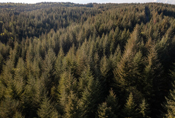 Aerial view of a nordic forest with pines and fire trees