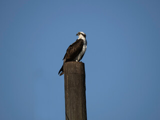 Osprey on top of pole clear blue sky
