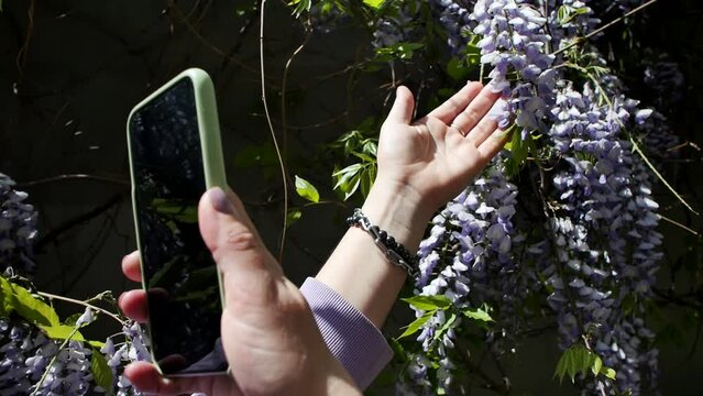 The hands of a woman with bracelets holding a mobile phone are using it to photograph blooming purple wisteria hanging from branches with green foliage. Woman takes pictures of wisteria on smartphone