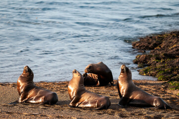 Fototapeta premium Sea Lions on beach, Peninsula Valdes, World Heritage Site, Patagonia, Argentina