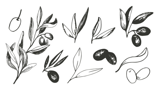 Olive clipart set with olive branches and fruits for Italian cuisine design.