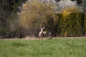 deer in a field, Poland