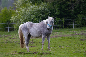 Obraz na płótnie Canvas horse in the meadow, Poland 