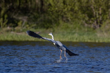 Heron in flight, Narew River, Poland, unique shot 