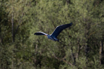 Blue heron in flight over the Narew river in Poland