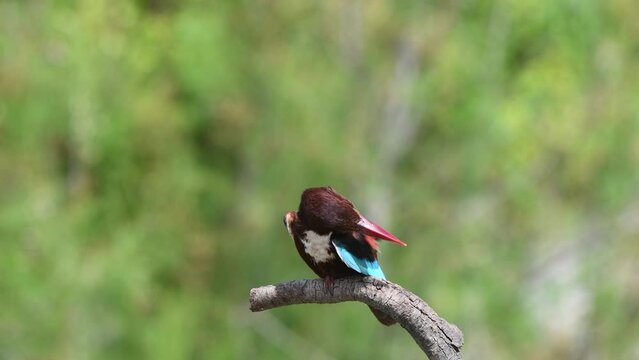 White throated Kingfisher nest protection photography and video shooting