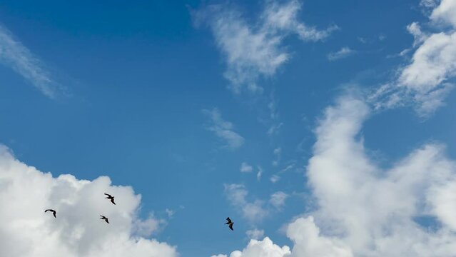 California Brown Pelicans flight through fluffy clouds 
