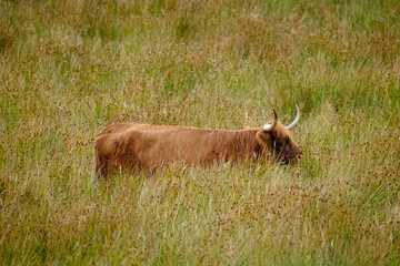 Scottish Highland cow grazing at the side of the road on the North Coast 500 route in Scotland