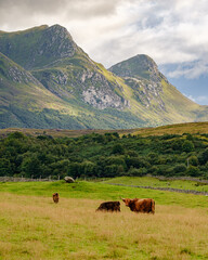 Fototapeta na wymiar Scottish Highland cows grazing in a meadow in the Scottish highlands