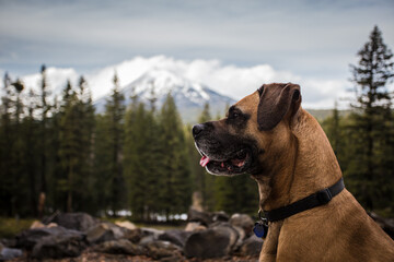 dog in the mountains