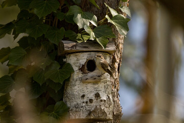 A bird flying into a nesting box