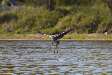 Heron in flight, Narew River, Poland, unique shot 