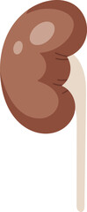 Kidney Human Organ
