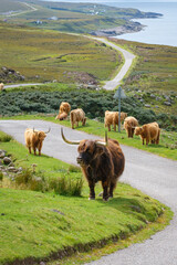 Scottish Highland cows grazing at the side of the road on the North Coast 500 route in Scotland © David Fitzell