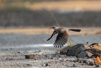 Tropical Mockingbird taking flight