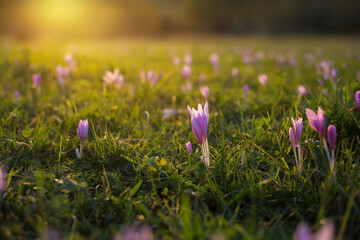Crocus flowers at sunlight